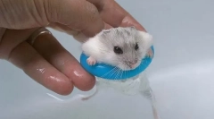 Veți putea înota hamsteri